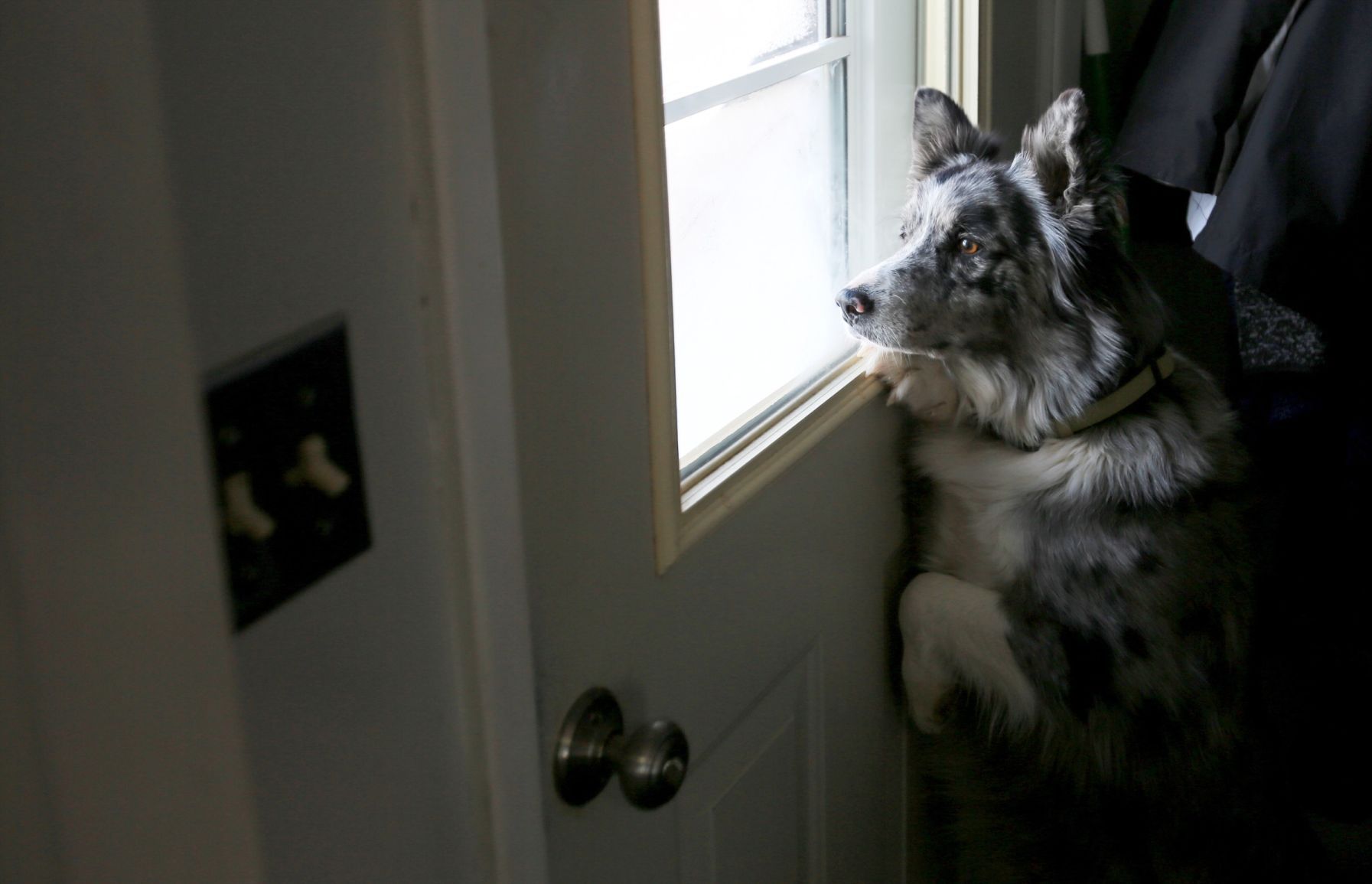 Scot Robinson's family dog, Ace